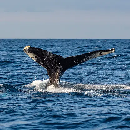 whale tale