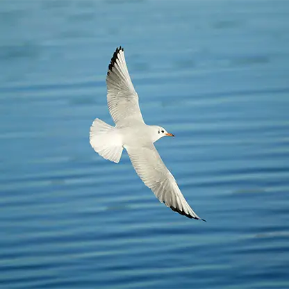 Black-headed-gull