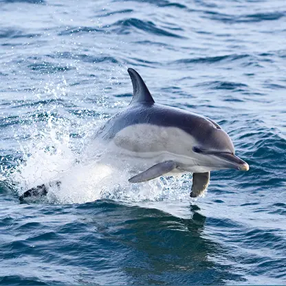 Common-Dolphin