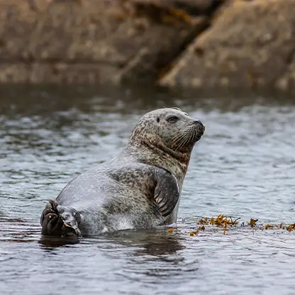 seal