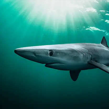 shark
