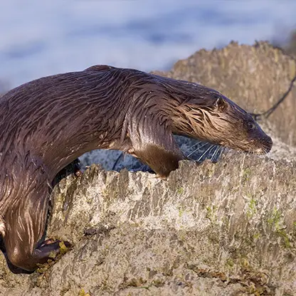 Otter