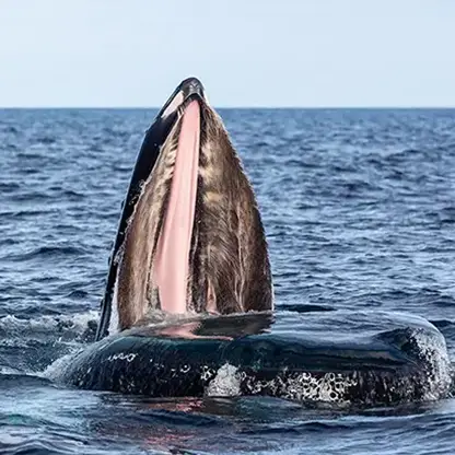 whales