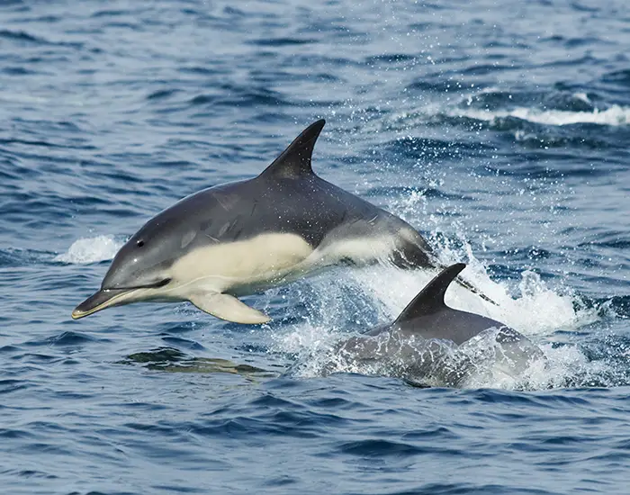 dolphines in the sea