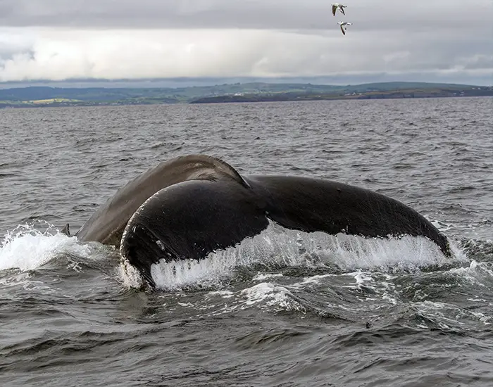 whale tale