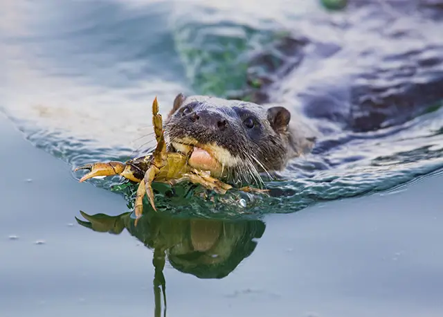 Otter