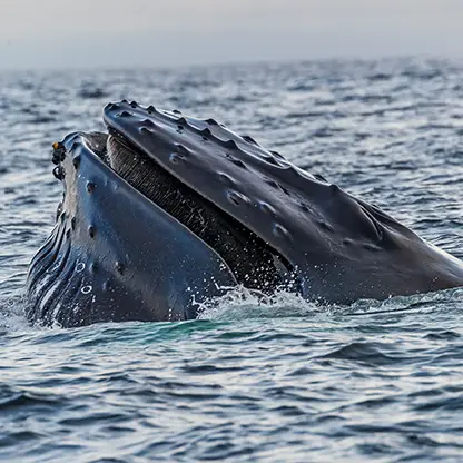 whale