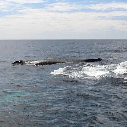 whales