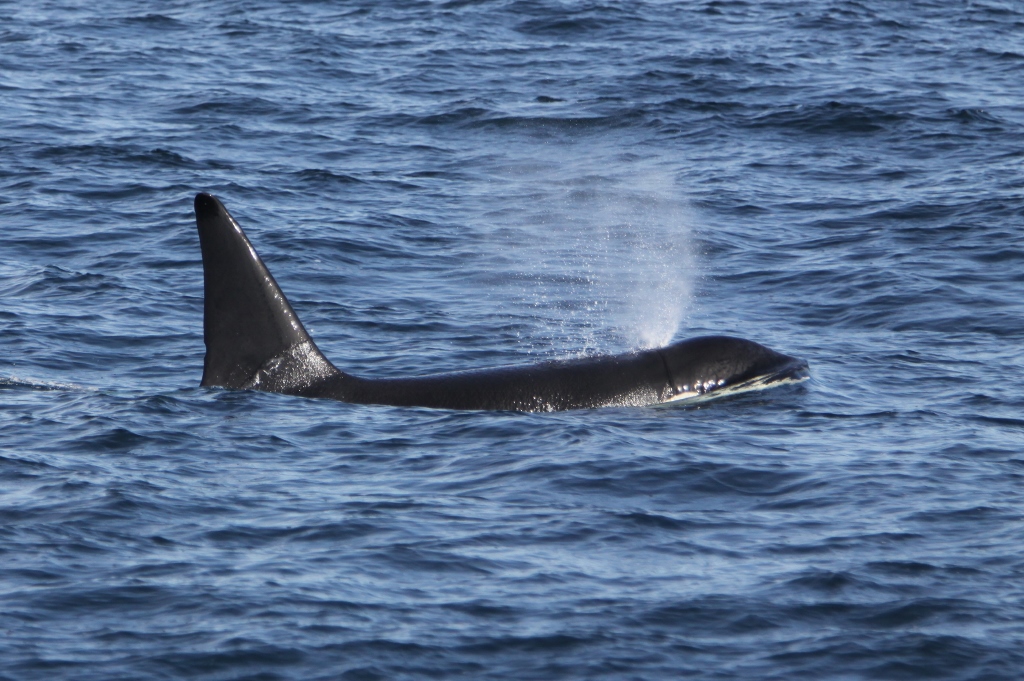 Killer whale