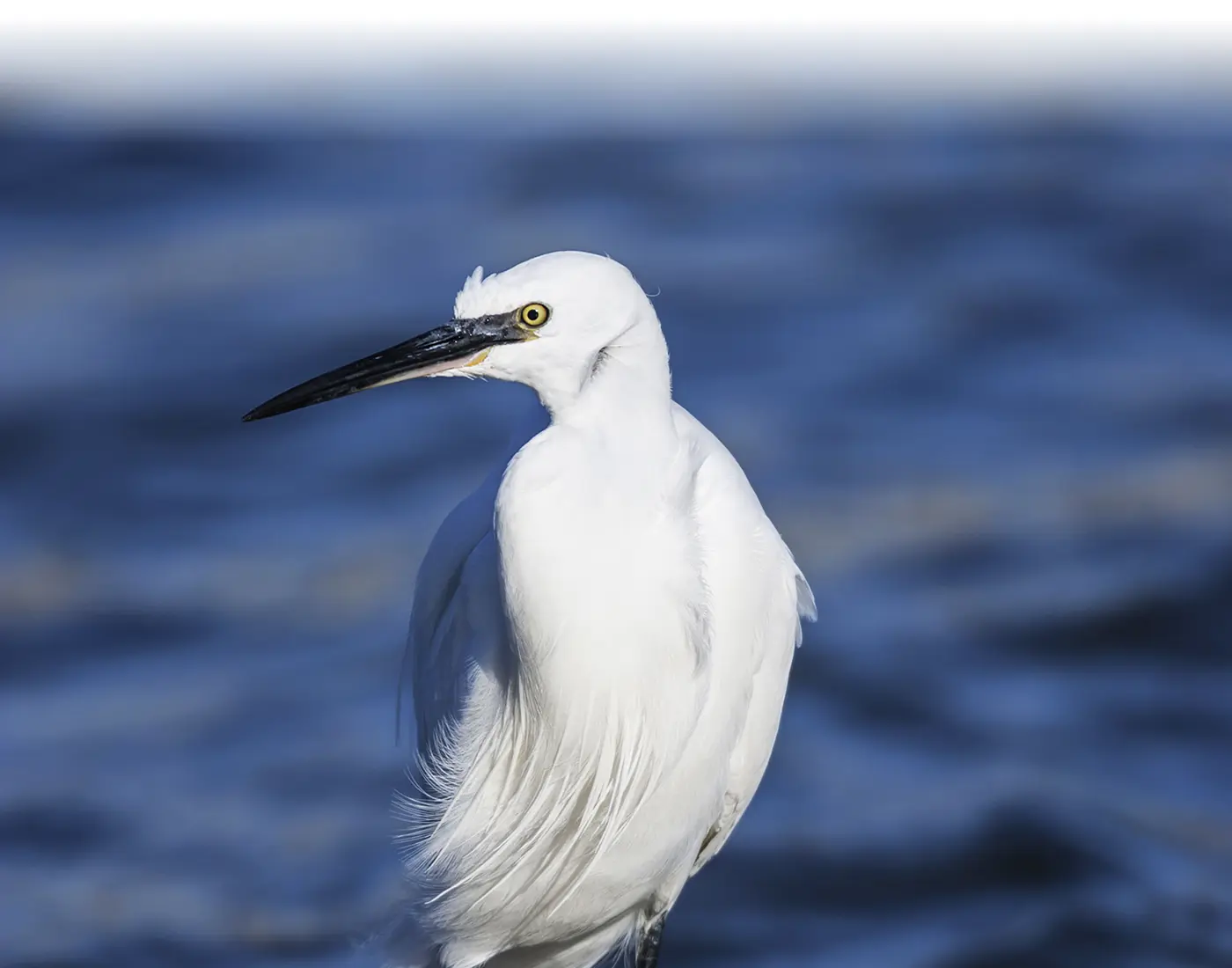 white sea bird