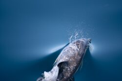 Dolphins swimming alongside the dolphin tour in west Cork