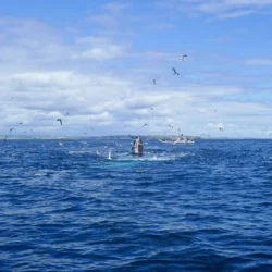 Sea birds and whales at sea Courtmacsherry