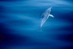 Dolphins swmming alongside our dolphin tour