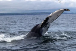 Whale Watching in West Cork