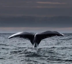 Whale fin seen at West Cork