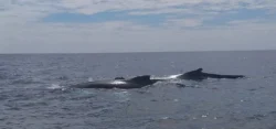 Two fin whales swimming along the Courtnacsherry coastline