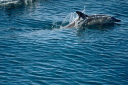 Dolphins in Courtmacsherry Bay West Cork