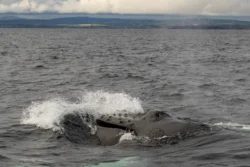 Whale watching with Atlantic Whale and Wildlife Tours