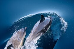 Dolphins swimming alongside the dolphin tour in west Cork