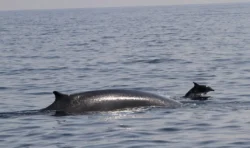 Fin whale seen in West Cork