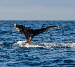Fin of whale seen in West Cork
