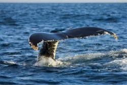 Whale at sea in Courtmacsherry West Cork