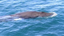 Whale Tour alongside a whale in West Cork