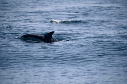 Dolphins swimming alongside our dolphin tour