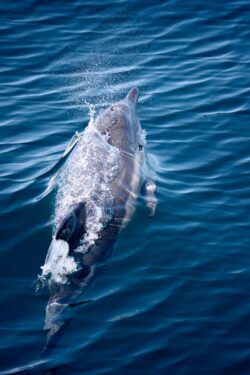 Dolphins swimming alongside the dolphin tour in west Cork