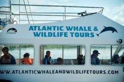 Atlantic Whale and Wildlife Tours Boat