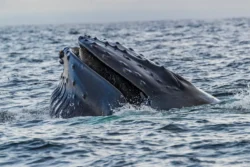 Humpback Whale
