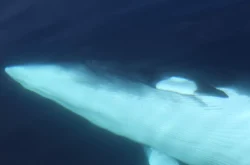 Whale underwater at sea