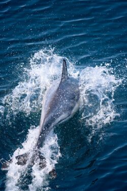 Dolphins in Courtmacsherry Bay West Cork