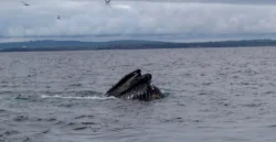 Two fin whales swimming along the Courtmacsherry coastline